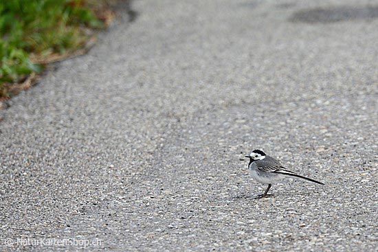 Foto:: Bachstelze (Foto,Fotos,Bilder,Bild,)