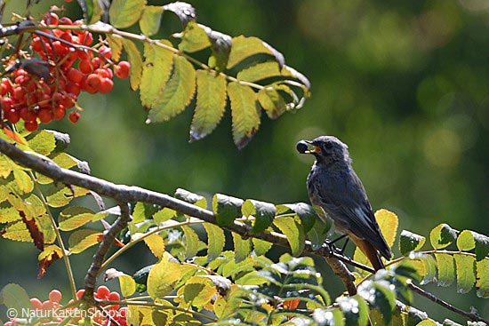 Foto:: Vogel mit Beere im Schnabel (Foto,Fotos,Bilder,Bild,)