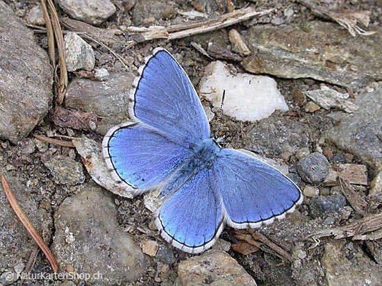 Foto:: Bläuling (Schmetterling) (Foto,Fotos,Bilder,Bild,)