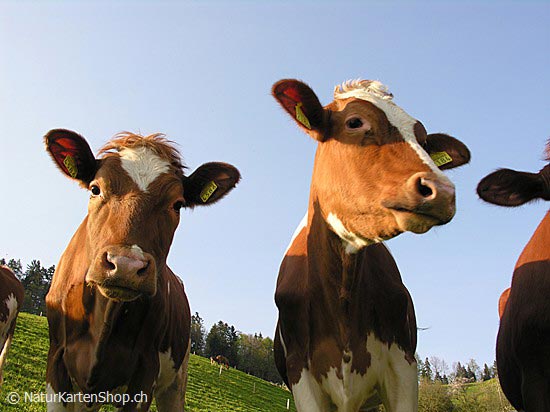 Foto:: Kälber (Foto,Fotos,Bilder,Bild,)