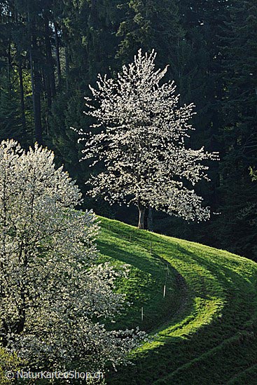 Foto:: Blühender Baum (Foto,Fotos,Bilder,Bild,)