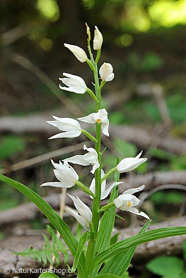 Foto:: Langblättriges Waldvöglein, Orchidee (Foto,Fotos,Bilder,Bild,)