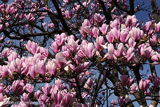 Foto:: Blühende Magnolien (Foto,Fotos,Bilder,Bild,)