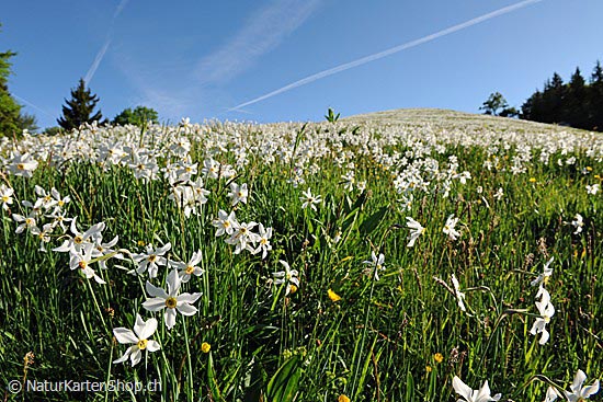 Foto:: Blühende Narzissen auf Bergwiese (Foto,Fotos,Bilder,Bild,)