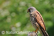 Foto C086419: Turmfalke (Rüttelflalk)