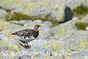 Foto C104363: Schneehuhn (Männchen)