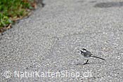 Foto C104462: Bachstelze