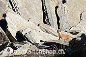 Foto C108470: Hermelin