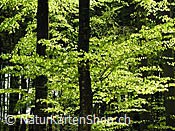 ID: 209: Frühlingswald