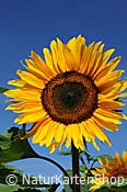 ID: 209: Sonnenblume
