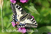 ID: 209: Schwalbenschwanz (Schmetterling)