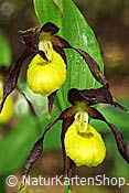 Foto F085150: Frauenschuh (Orchidee)