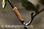 ID: 209: Eigelege eines Schmetterlings (Trauermantel)